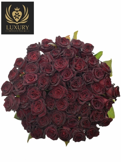 Kytice 55 luxusních růží BLACK BACCARA 50cm