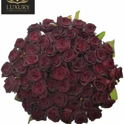 Kytice 55 luxusních růží BLACK BACCARA 60cm