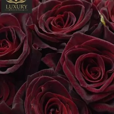 Kytice 55 luxusních růží BLACK BACCARA 70cm