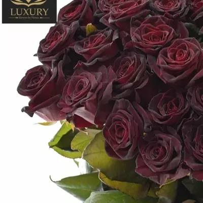 Kytica 55 luxusných ruží BLACK BACCARA 70cm