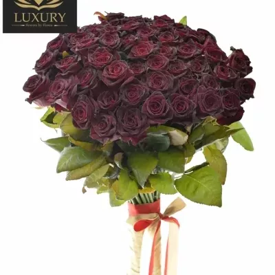 Kytice 55 luxusních růží BLACK BACCARA 70cm