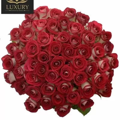 Kytice 55 luxusních růží BLUEZ+ 70cm