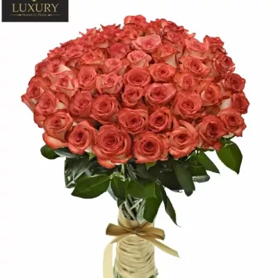 Kytice 55 luxusních růží BLUSH 70cm