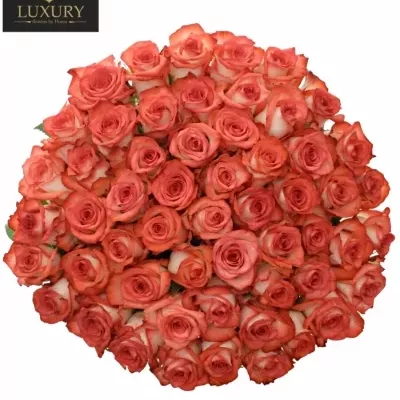 Kytice 55 luxusních růží BLUSH 70cm