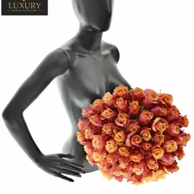 Kytice 55 luxusních růží CHERRY BRANDY 70cm
