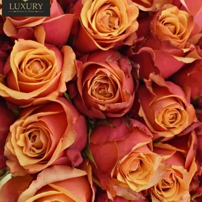 Kytice 55 luxusních růží CHERRY BRANDY 70cm