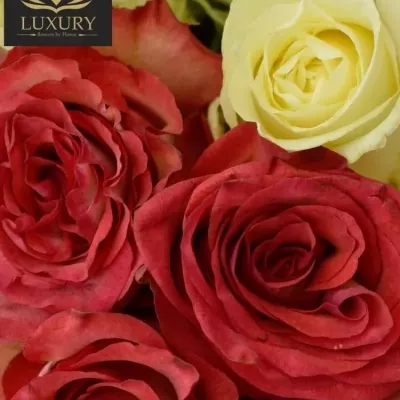 Kytice 55 luxusních růží DAPHNE