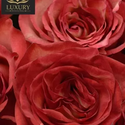  Kytice 55 luxusních růží DIABOLO