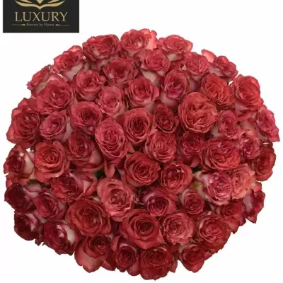  Kytice 55 luxusních růží DIABOLO 70cm