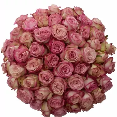 Kytice 55 luxusních růží EDGE 80cm