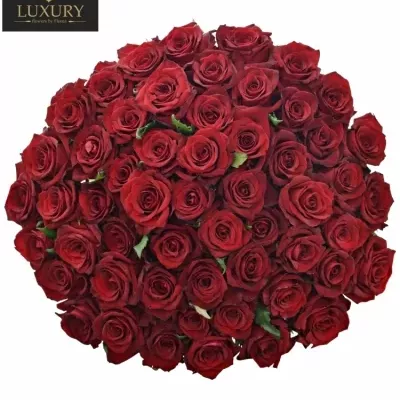 Jednodruhová kytice 55 červených růží EVER RED 50 cm