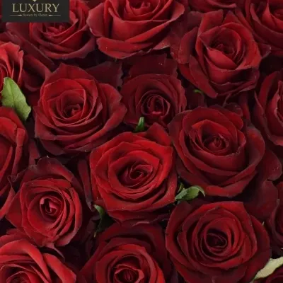 Kytice 55 luxusních růží EVER RED 100cm