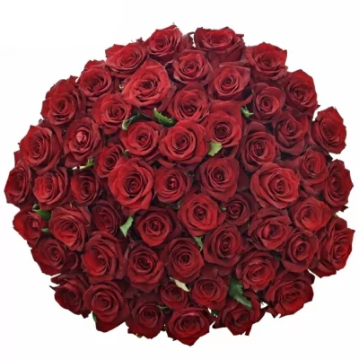 Kytice 55 luxusních růží EVER RED 100cm