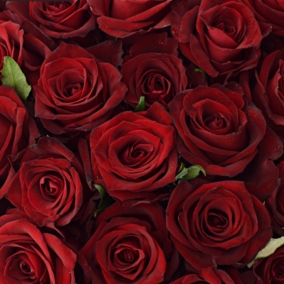 Kytice 55 luxusních růží EVER RED