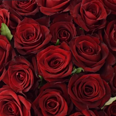 Kytica 55 luxusných ruží EVER RED 60cm