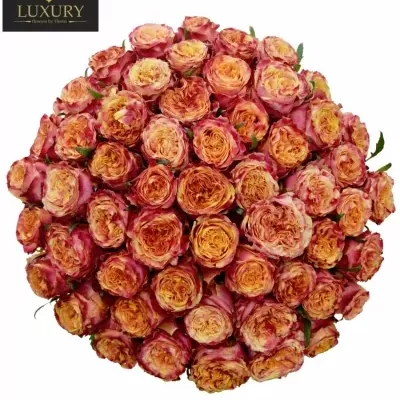Kytice 55 luxusních růží HURRICANE 60cm