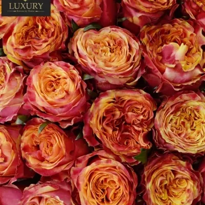 Kytice 55 luxusních růží HURRICANE 60cm