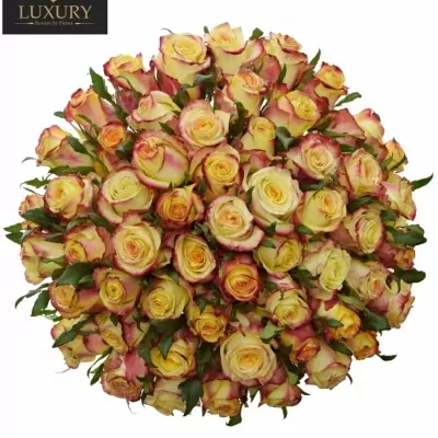 Kytice 55 luxusních růží  KNOX 70cm