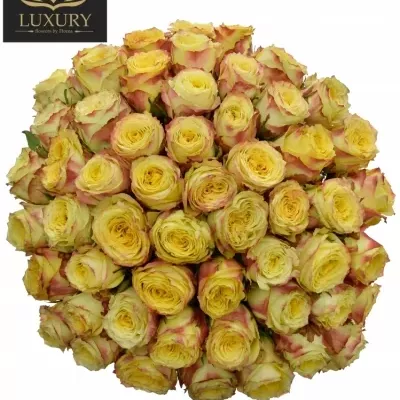 Kytice 55 luxusních růží KRYPTONITE 70cm