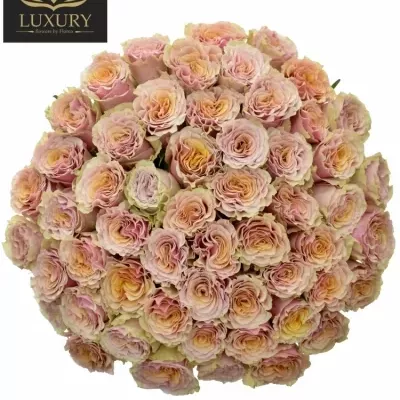 Kytice 55 luxusních růží MABELLA 80cm