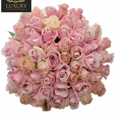 Kytice 55 luxusních růží PINK AVALANCHE+ 55cm
