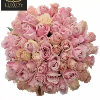 Kytice 55 luxusních růží PINK AVALANCHE+ 70cm
