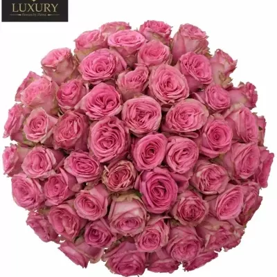 Kytice 55 luxusních růží PINK TORRENT 80cm