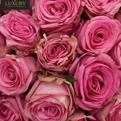 Kytice 55 luxusních růží PINK TORRENT 70cm