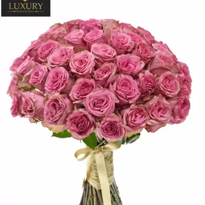 Kytice 55 luxusních růží PINK TORRENT 70cm