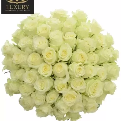 Kytice 55 luxusních růží QUEEN OF AFRICA XL 60cm