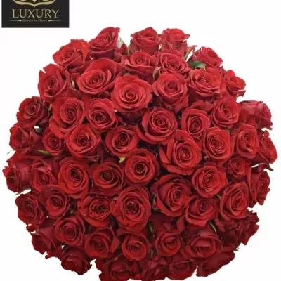 Kytice 55 červených růží RED EAGLE 90 cm