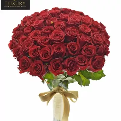 Kytice 55 luxusních růží RED EAGLE 55cm