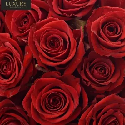 Kytice 55 luxusních růží RED EAGLE 55cm