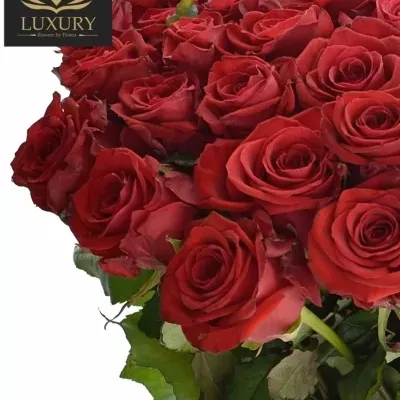 Kytice 55 luxusních růží RED EAGLE