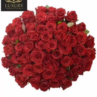 Kytice 55 luxusních růží RED EAGLE 60cm