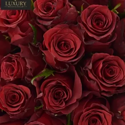 Kytice 55 luxusních růží RED LION 50cm