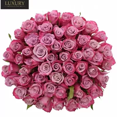 Kytice 55 luxusních růží ROCKFIRE 90cm