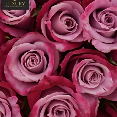 Kytice 55 luxusních růží ROCKFIRE 60cm