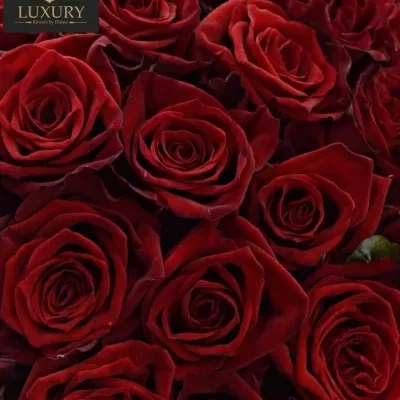 Kytice 55 luxusních růží TESTAROSSA 70cm