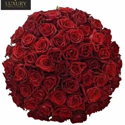 Kytica 55 luxusných ruží Testarossa 70cm