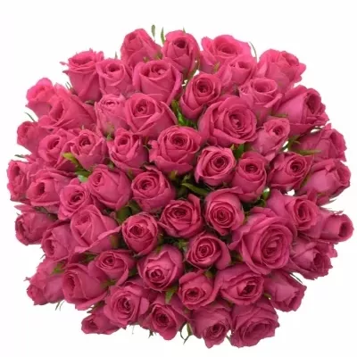 Kytice 55 malinových růží ADAMMA 60cm