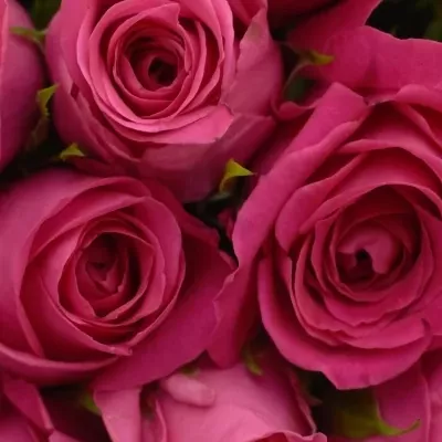 Kytice 55 malinových růží ADAMMA 40cm