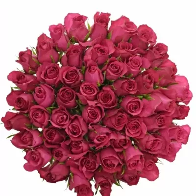 Kytice 55 malinových růží GRAND EUROPE 50cm