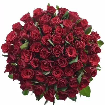 Kytice 55 malinových růží Red Tacazzi+