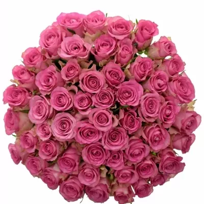 Kytice 55 růžových růží ROYAL JEWEL 50cm