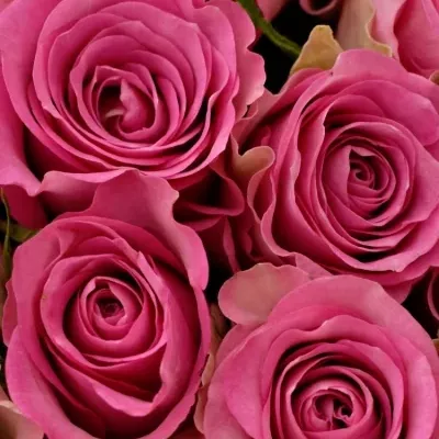 Kytice 55 malinových růží ROYAL JEWEL 50cm