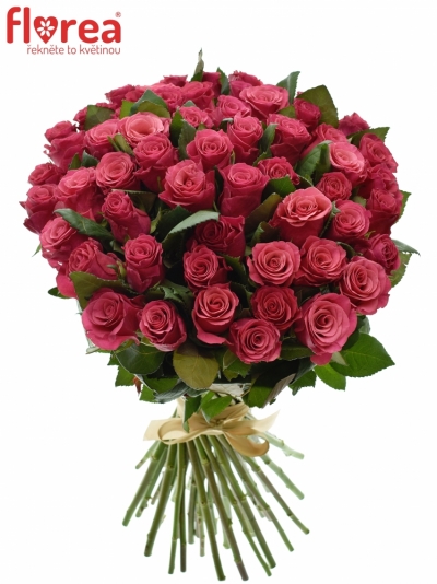 Kytice 55 malinových růží TACAZZI 60cm