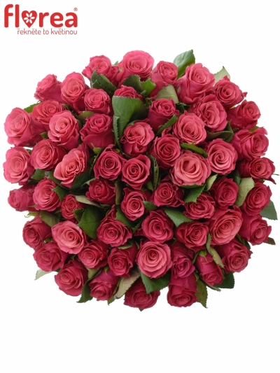 Kytice 55 malinových růží TACAZZI 60cm