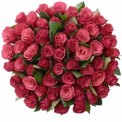 Kytice 55 malinových růží TACAZZI 50cm