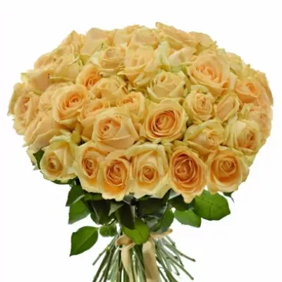 Kytice 55 meruňkových růží AVALANCHE PEACH+ 60cm